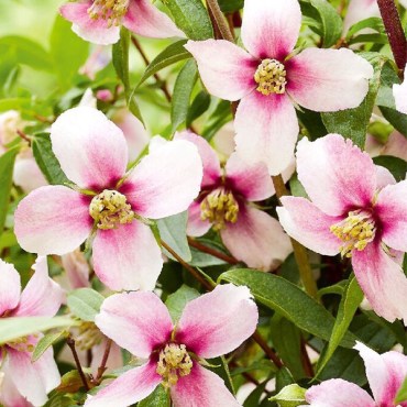 розов парфюм